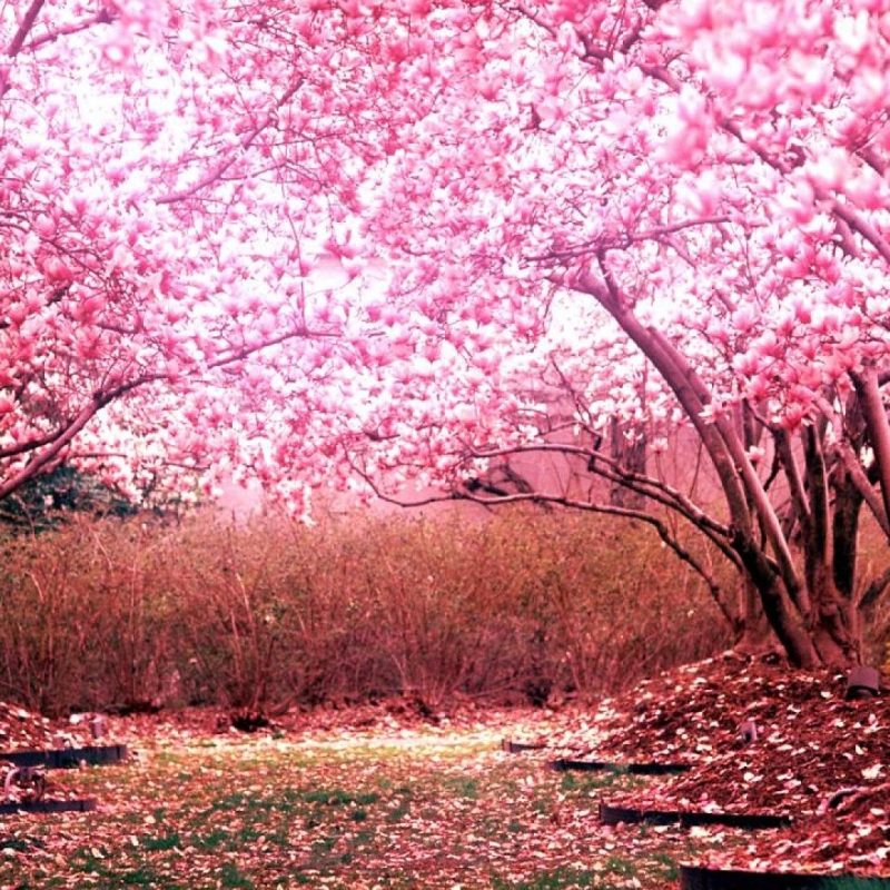 10 Top Cherry Blossom Desktop Wallpaper FULL HD 1080p For PC Desktop 2023 free download cherry blossom wallpaper hd pixelstalk 3 800x800