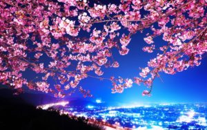 cherry blossom wallpaper night wallpaper wide - download hd cherry