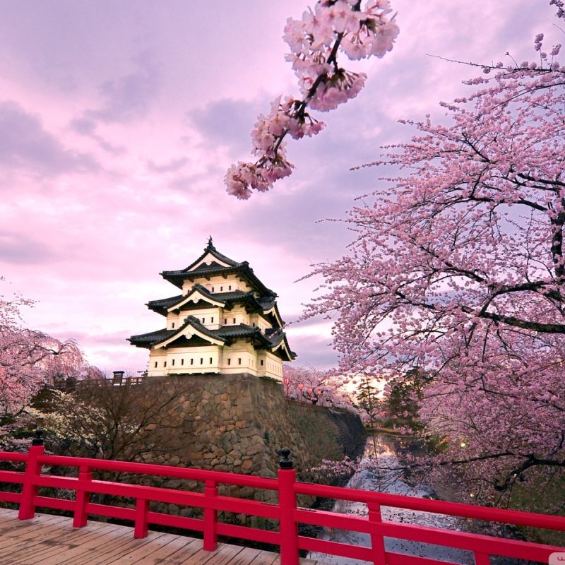 10 Best Japanese Cherry Blossom Wallpaper Hd FULL HD 1920×1080 For PC Desktop 2022 free download cherry blossoms japan e29da4 4k hd desktop wallpaper for 4k ultra hd tv 3 800x800