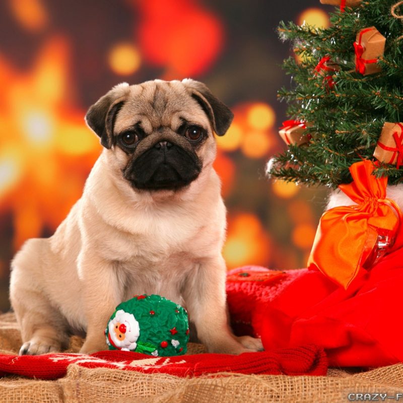 10 Top Cute Merry Christmas Wallpaper Dogs FULL HD 1080p For PC Desktop 2022 free download christmas dog wallpapers crazy frankenstein 1 800x800