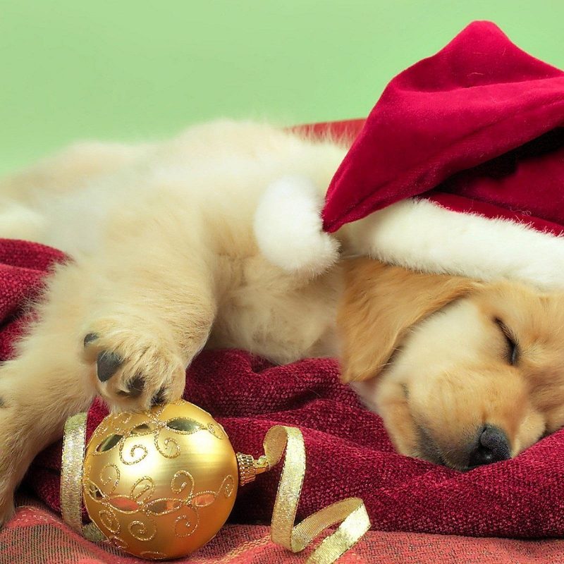10 Top Cute Merry Christmas Wallpaper Dogs FULL HD 1080p For PC Desktop 2022 free download christmas dog wallpapers wallpaper cave 800x800