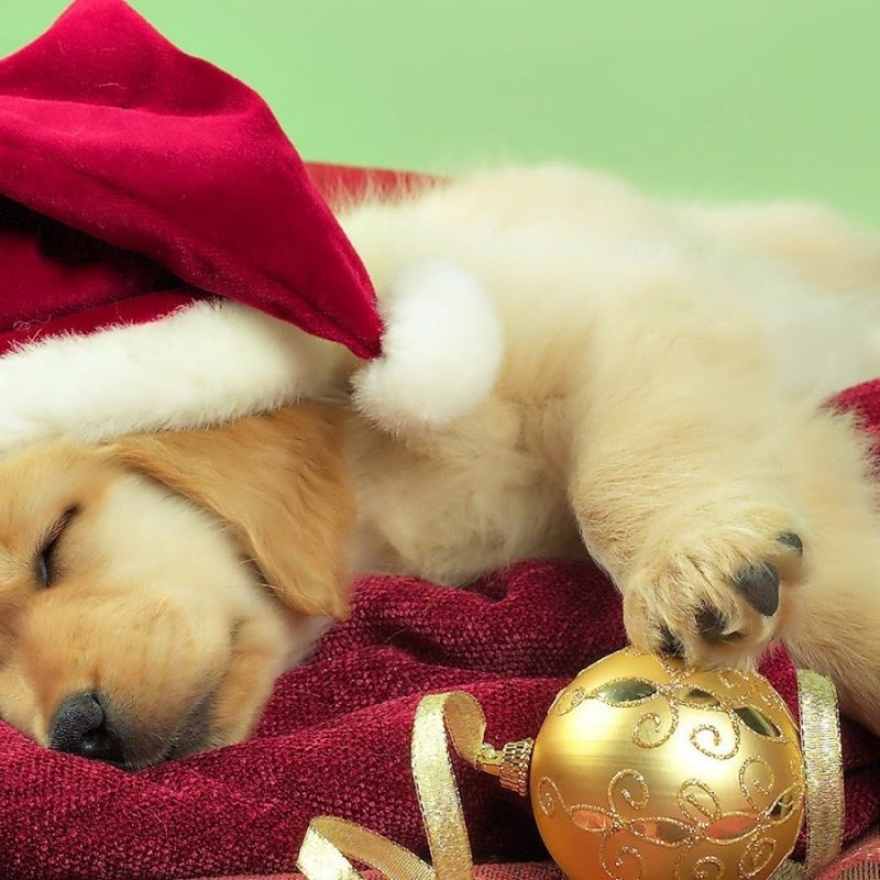 10 Top Cute Merry Christmas Wallpaper Dogs FULL HD 1080p For PC Desktop 2023 free download christmas free hd top most downloaded wallpapers page 14 800x800