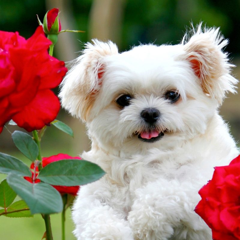 10 Top Puppies Wallpapers Free Download FULL HD 1080p For PC Background 2022 free download coffie cute puppy wallpaper download free cute puppy wallpaper 1 800x800