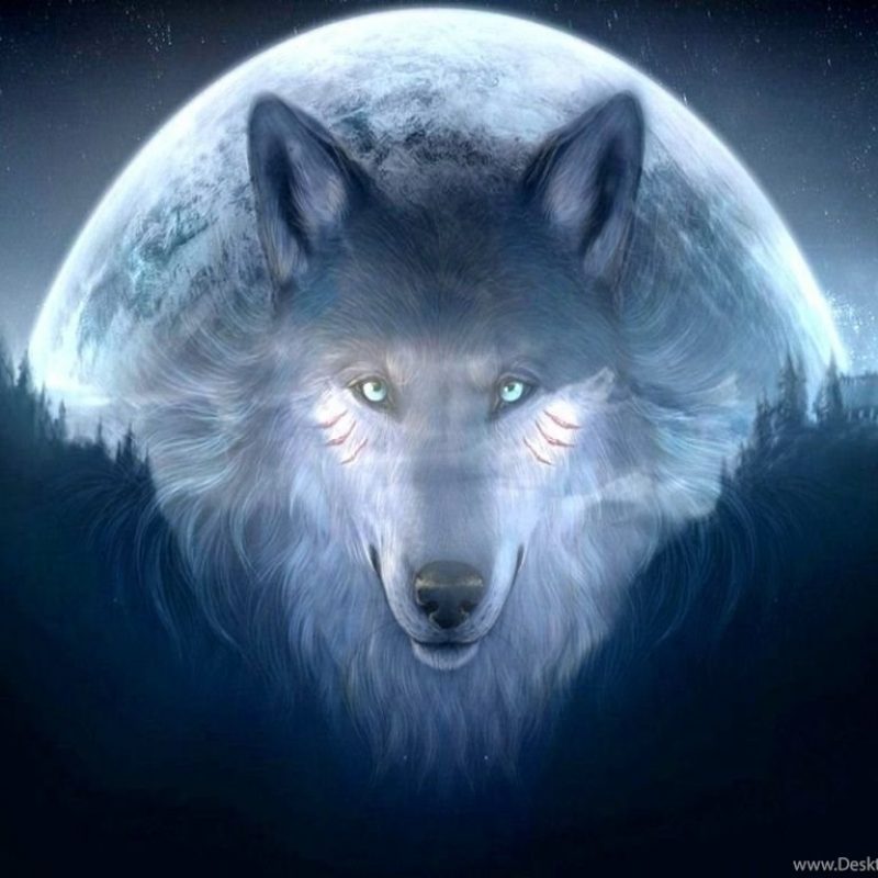 10 Top Cool Pictures Of Wolfs FULL HD 1080p For PC Background 2023 free download cool wolf backgrounds 11071 hd wallpapers in animals imagesci com 800x800