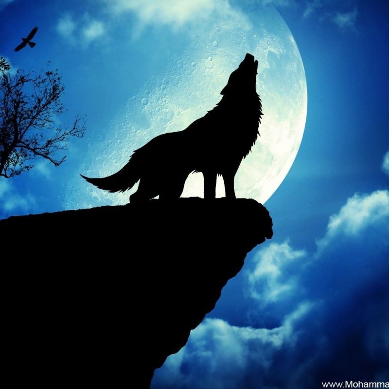 10 Top Cool Pictures Of Wolfs FULL HD 1080p For PC Background 2023 free download cool wolf sayings wolf wallpaper wolfs pinterest wolves 1500x1000 800x800