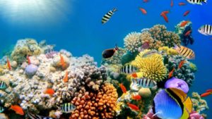 coral reefs wallpapers hd widescreen desktop backgrounds | hd