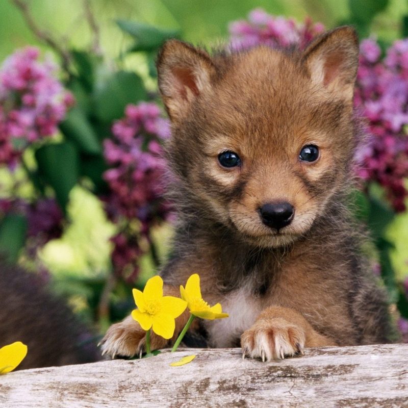 10 Best Cute Baby Animal Pictures Wallpapers FULL HD 1920×1080 For PC Desktop 2022 free download coyote pup wallpaper baby animals animals wallpapers in jpg format 800x800