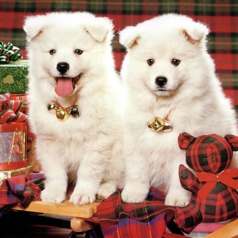 10 Top Cute Merry Christmas Wallpaper Dogs FULL HD 1080p For PC Desktop 2023 free download cute american eskimo dogs christmas holiday dogs pinterest 800x800