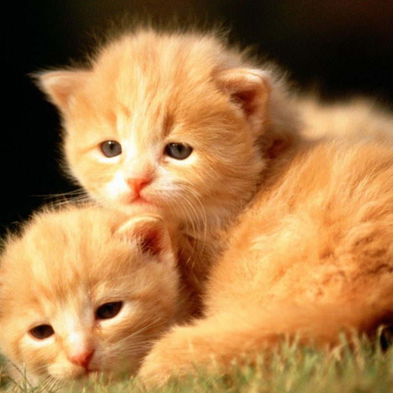 10 Top Cute Baby Animal Wallpapers Desktop FULL HD 1920×1080 For PC Background 2022 free download cute baby animal wallpapers wallpaper cave 4 800x800