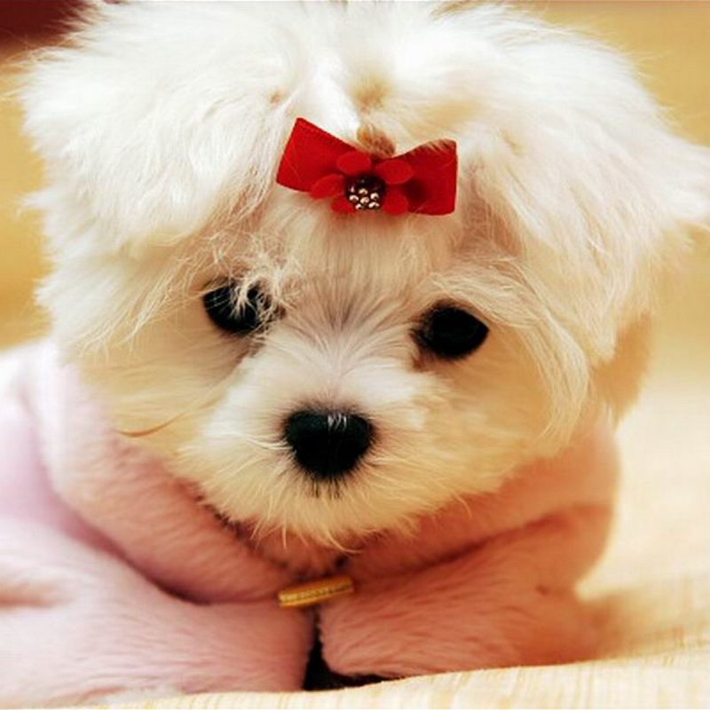 10 Latest Cute Baby Dogs Wallpaper FULL HD 1080p For PC Background 2024 free download cute baby animal wallpapers wallpaper wiki 800x800