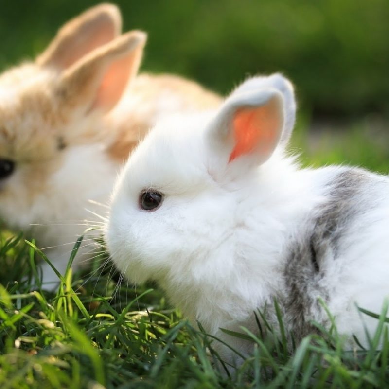 10 Most Popular Cute Baby Bunny Images FULL HD 1920×1080 For PC Desktop 2024 free download cute baby bunny wallpapers awesome hdq live cute baby bunny 800x800