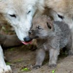 cute baby wolf puppies take first steps - youtube