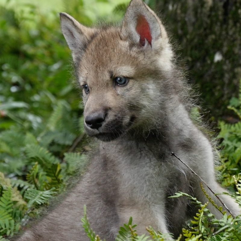 10 New Pictures Of Baby Wolfs FULL HD 1920×1080 For PC Background 2022 free download cute baby wolf pups go outside for the first time youtube 1 800x800