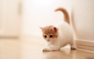 cute cat backgrounds group (70+)