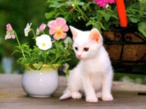 cute cat wallpapers free download collection (72+)