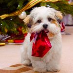 cute dog christmas ❤ 4k hd desktop wallpaper for 4k ultra hd tv