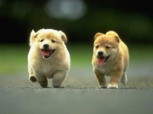 cute dog wallpapers background ~ desktop wallpaper box