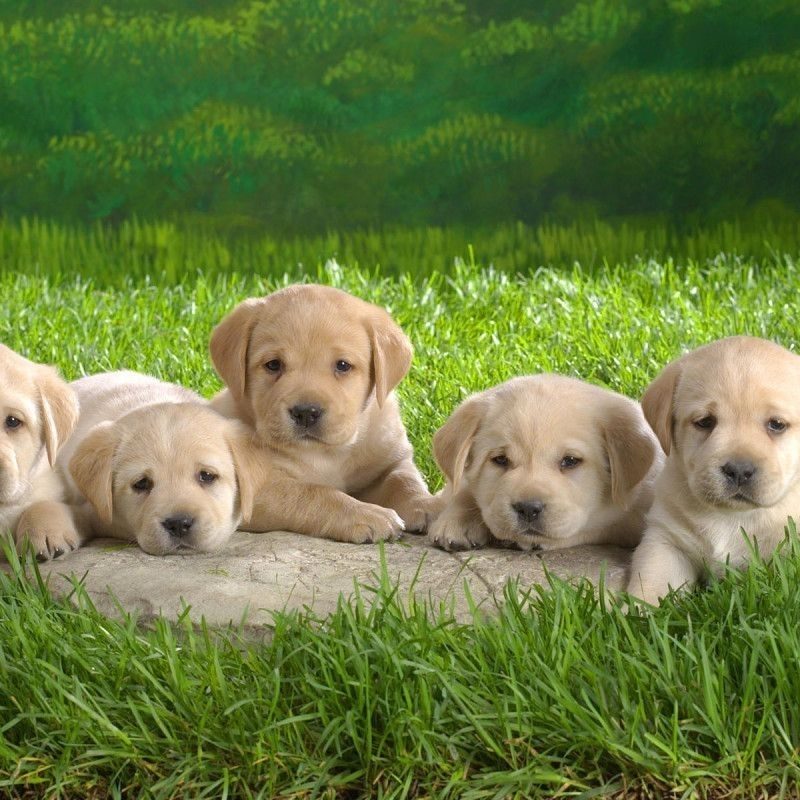 10 Best Dogs And Puppies Wallpaper FULL HD 1080p For PC Background 2022 free download cute dogs and puppies wallpapers wallpaper cave images 1 800x800