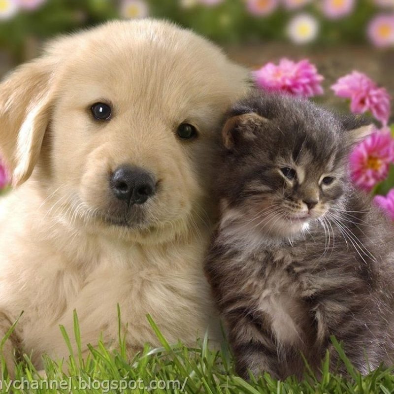 10 New Cute Kitten And Puppy Pictures FULL HD 1080p For PC Desktop 2022 free download cute kittens and puppies sleeping wild animal live cute things 1 800x800