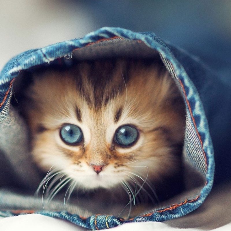 10 Most Popular Cute Wallpapers Of Kittens FULL HD 1920×1080 For PC Desktop 2022 free download cute kittens wallpapers new tab tabify io 800x800