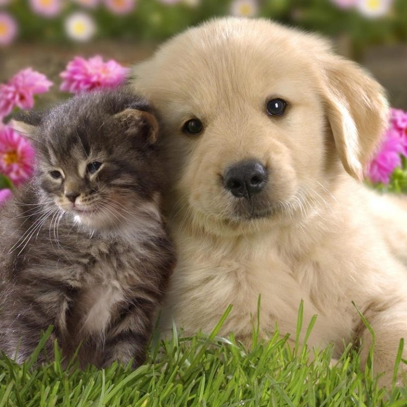 10 New Cute Kitten And Puppy Pictures FULL HD 1080p For PC Desktop 2022 free download cute pictures of puppies and kittens together pets world 4 800x800
