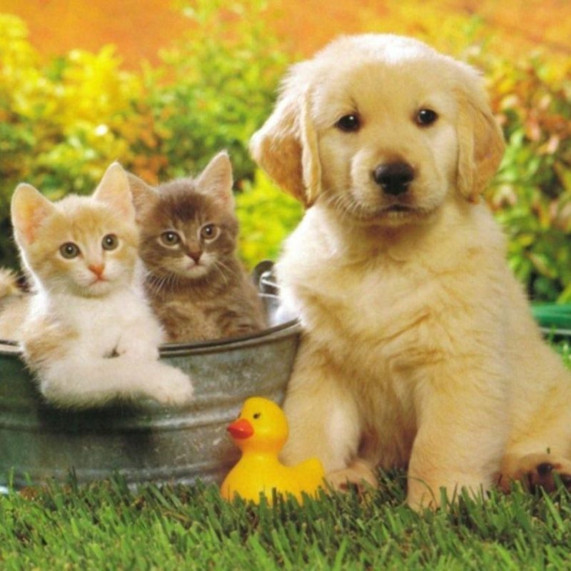 10 New Cute Kitten And Puppy Pictures FULL HD 1080p For PC Desktop 2022 free download cute pictures of puppies and kittens together pets world 5 800x800