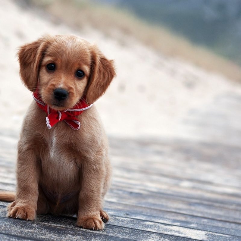 10 Top Puppies Wallpapers Free Download FULL HD 1080p For PC Background 2022 free download cute puppies wallpapers free download wallpapers hd wallpapers 800x800