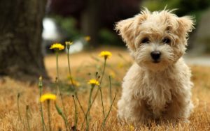 cute puppy desktop wallpapers - wallpaper cave