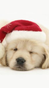 cute puppy in christmas hat iphone 6 wallpaper | christmas wallpaper