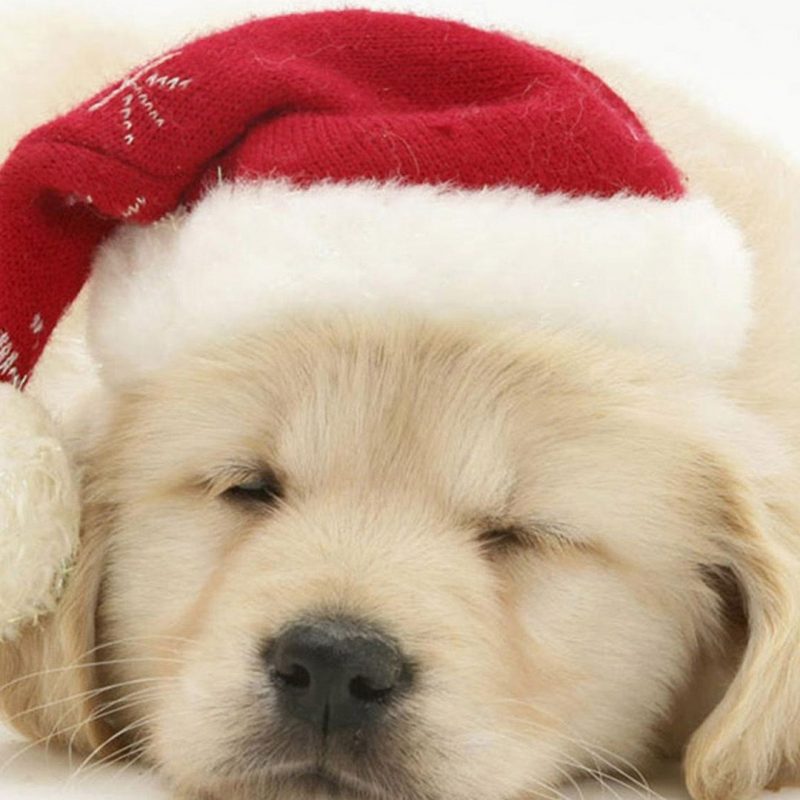 10 Top Cute Puppy Christmas Pictures FULL HD 1080p For PC Desktop 2024 free download cute puppy in christmas hat iphone 6 wallpaper christmas wallpaper 800x800