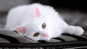 cute white cat pictures - youtube