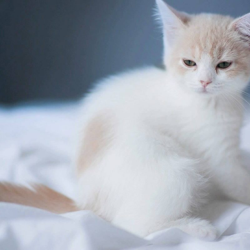 10 New Cute White Cat Pictures Full Hd 1920×1080 For Pc Desktop 2023
