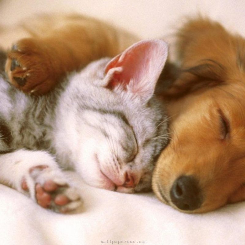10 New Cute Kitten And Puppy Pictures FULL HD 1080p For PC Desktop 2022 free download cutest kittens puppies falling asleep compilation youtube 1 800x800