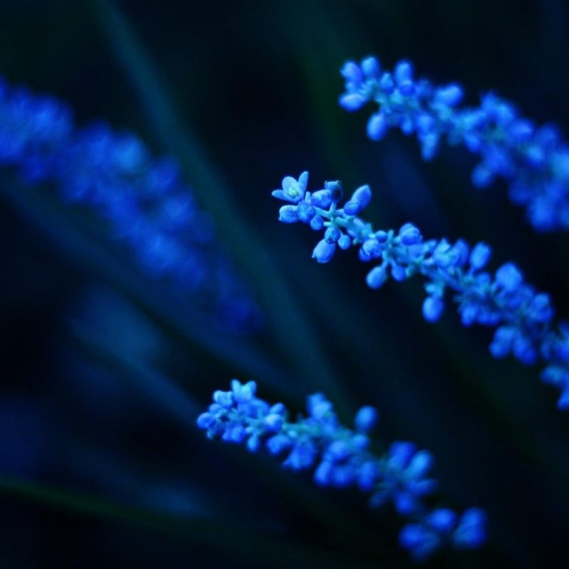 10 Top Dark Blue Flower Wallpaper FULL HD 1080p For PC Background 2022 free download dark blue flower wallpaper 86725 800x800