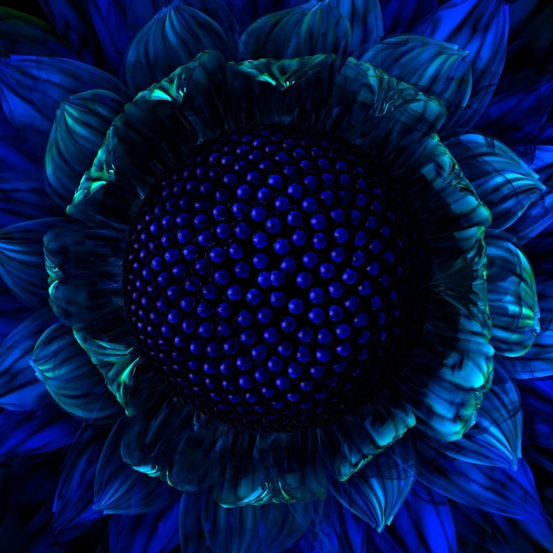 10 Top Dark Blue Flower Wallpaper FULL HD 1080p For PC Background 2022 free download dark blue flowers wallpaper 16151 wallpaper cool wallpaper 800x800