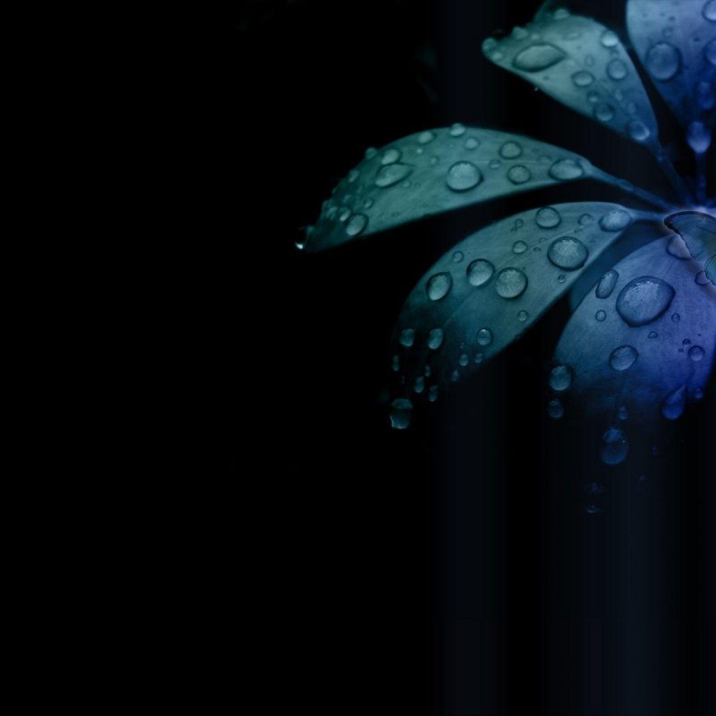 10 Top Dark Blue Flower Wallpaper FULL HD 1080p For PC Background 2022 free download dark flower wallpapers wallpaper cave 800x800