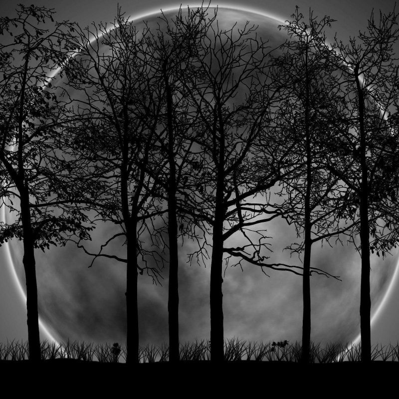 10 Best Dark Forest Background With Moon FULL HD 1080p For PC Background 2024 free download dark forest background with moon 9987 background check all 800x800