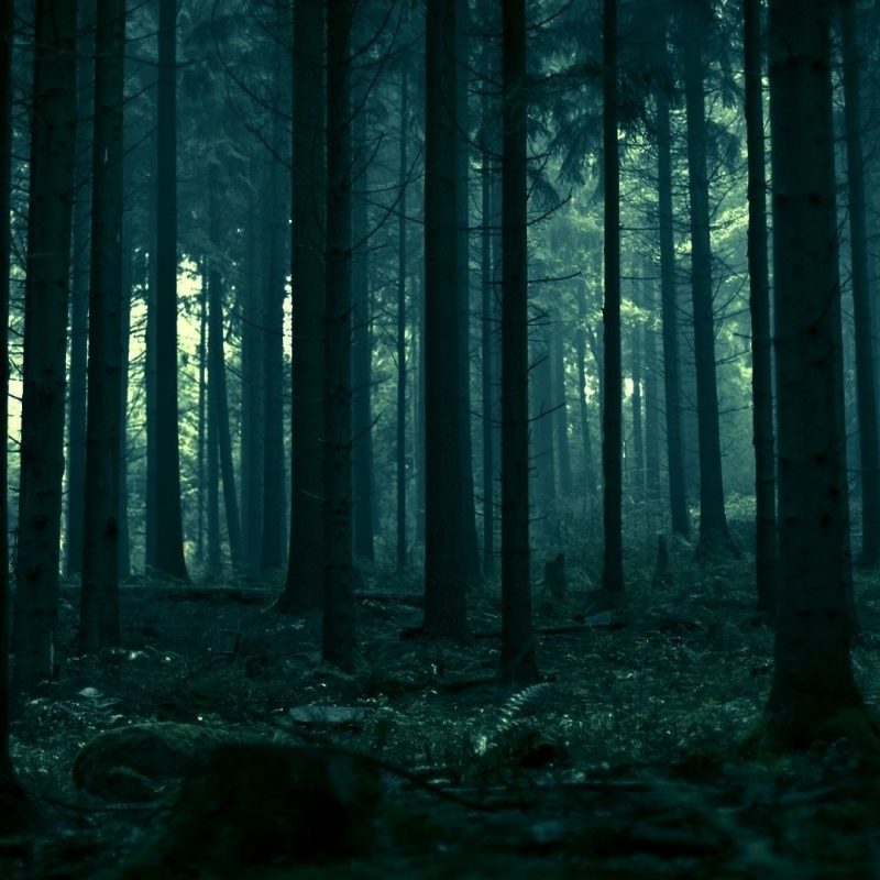 10 Top Dark Forest Hd Wallpaper FULL HD 1920×1080 For PC Desktop 2022 free download dark forest hd photo wallpaper photography pinterest foret 800x800