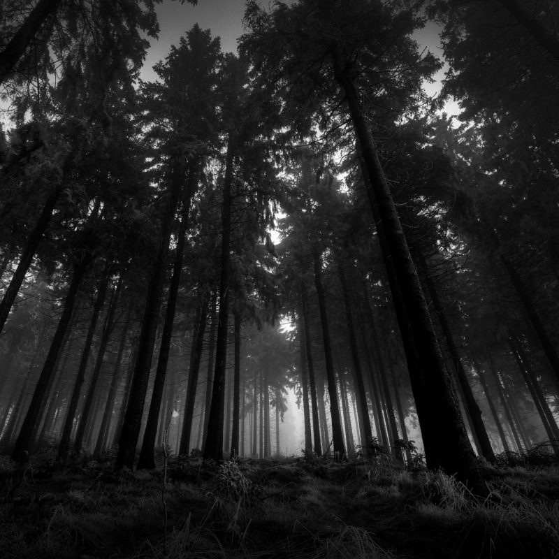 10 Top Dark Forest Hd Wallpaper FULL HD 1920×1080 For PC Desktop 2022 free download dark forest wallpapers for iphone free download subwallpaper 800x800