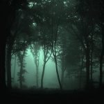 dark forest wallpapers - wallpaper cave