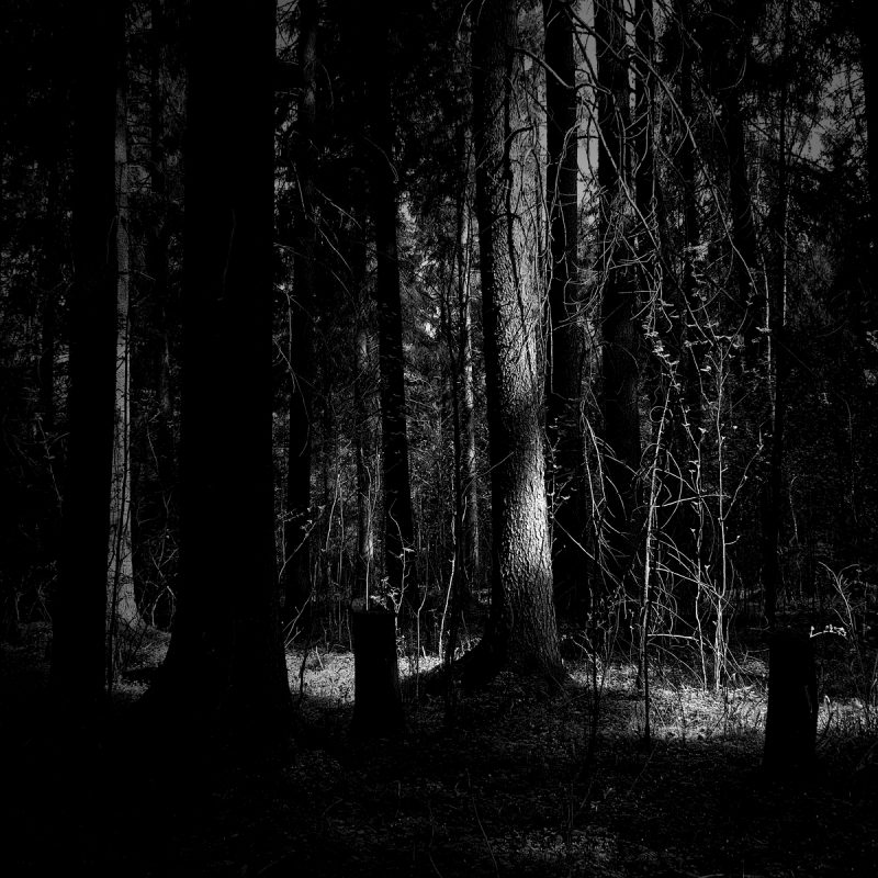 10 Top Woods At Night Wallpaper FULL HD 1920×1080 For PC Background 2022 free download dark woods nature hd wallpaper 1920x1200 media file pixelstalk 800x800