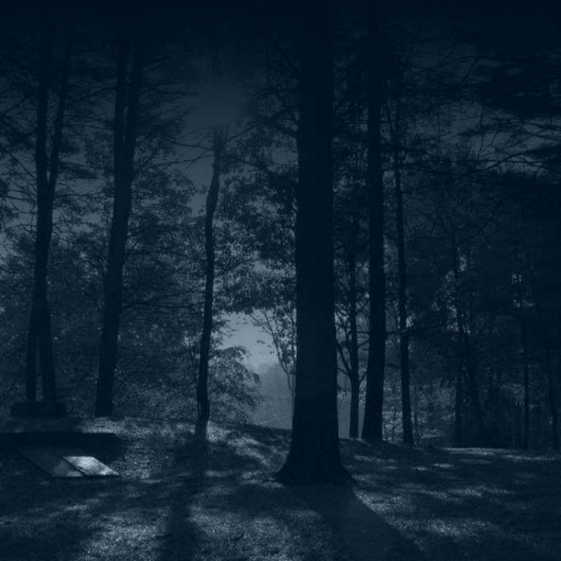 10 Top Woods At Night Wallpaper FULL HD 1920×1080 For PC Background 2022 free download dark woods wallpapers wallpaper cave 1 800x800