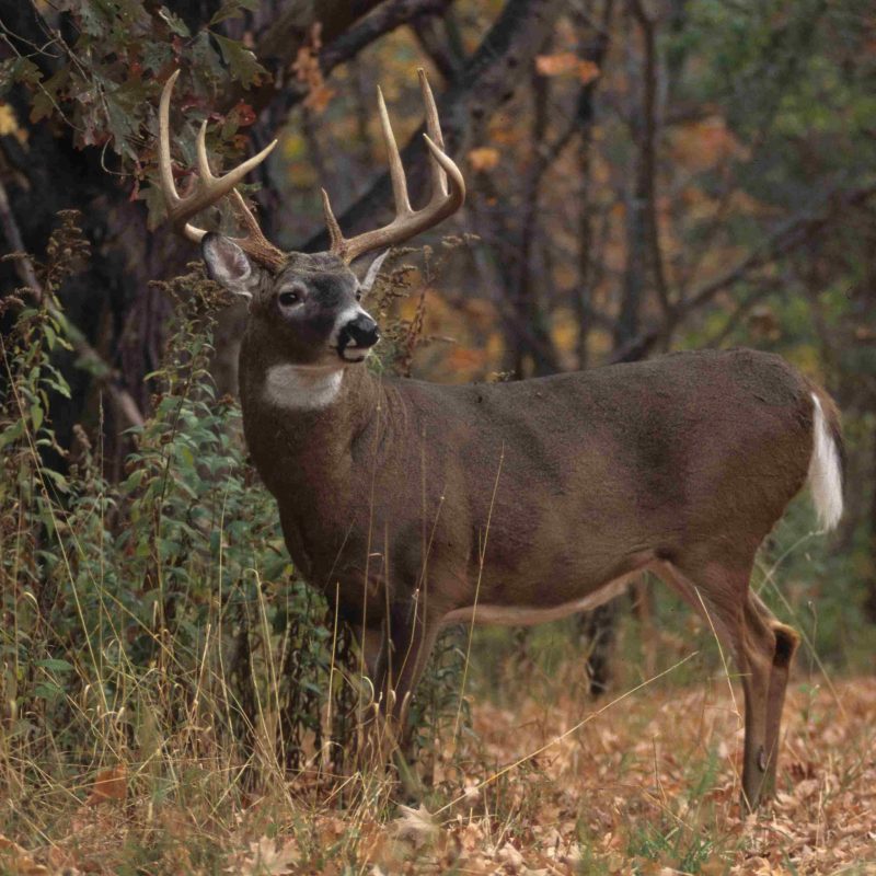 10 Most Popular Monster Whitetail Buck Pictures FULL HD 1080p For PC ...