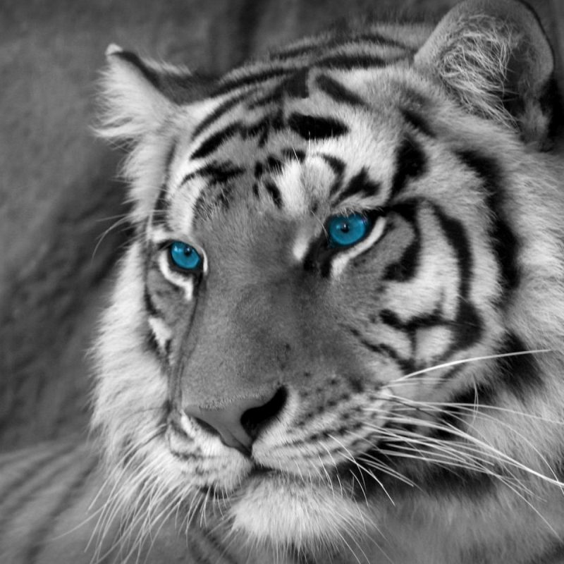 10 Best Wallpapers Of White Tigers FULL HD 1920×1080 For PC Background 2022 free download desktop hd free images of bengal white tigers 800x800