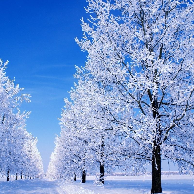 10 Top Desktop Wallpaper Winter Scenes FULL HD 1080p For PC Background 2022 free download desktop wallpaper snow scenes 48 images 800x800