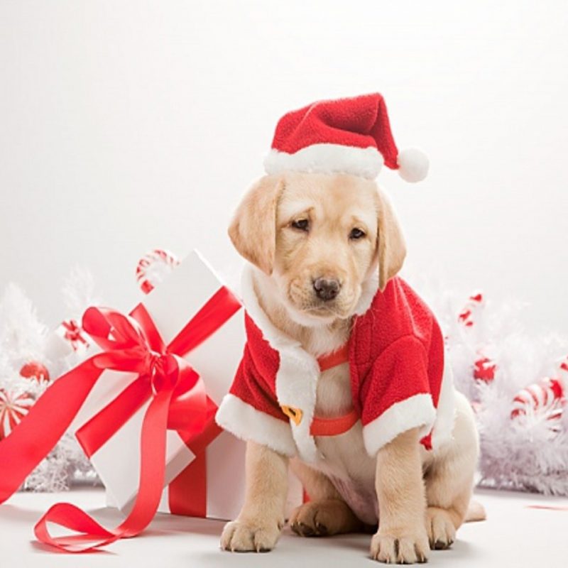 10 Top Cute Merry Christmas Wallpaper Dogs FULL HD 1080p For PC Desktop 2023 free download dog merry christmas 2015 wallpaper hd wallpapers 800x800
