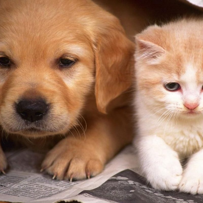 10 Latest Cute Dog And Cat Wallpaper FULL HD 1920×1080 For PC Background 2022 free download dog wallpaper dog usa 1600x1200 cats and dogs wallpapers 56 800x800