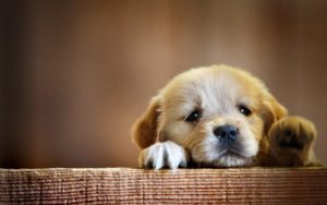 dog wallpapers, hd puppy wallpaper, free dog wallpapers