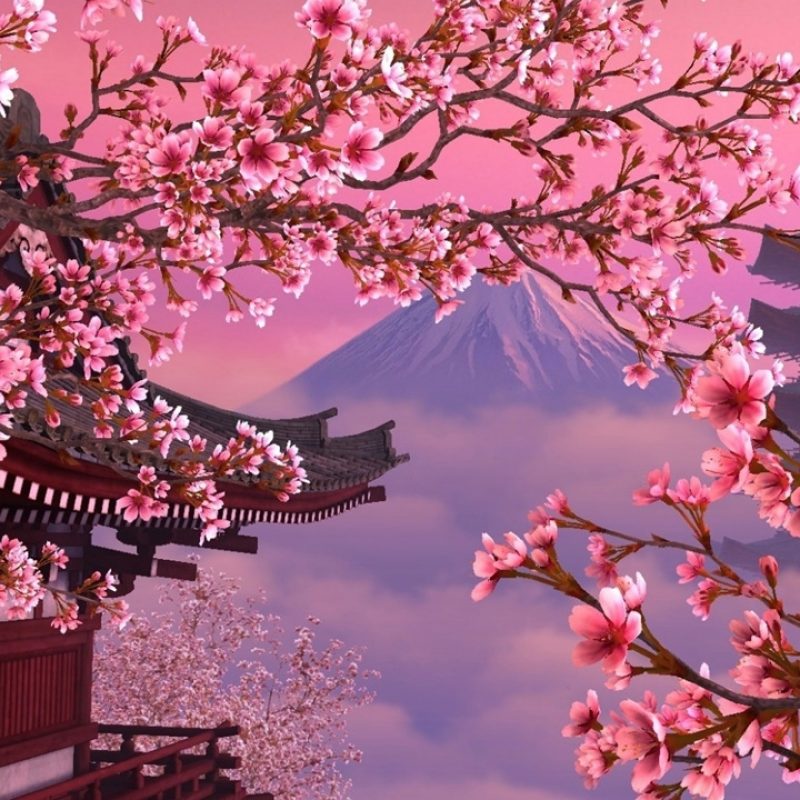 10 New Cherry Blossom Hd Wallpaper FULL HD 1080p For PC Desktop 2022 free download download cherry blossom desktop wallpapers wallpaper cave 2 800x800