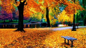 download fall leaves wallpaper for iphone for widescreen wallpaper